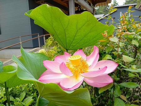 ハス 観音寺 千葉県柏市 ハス 観音寺 千葉県柏市 ハス,花,観音寺の写真素材
