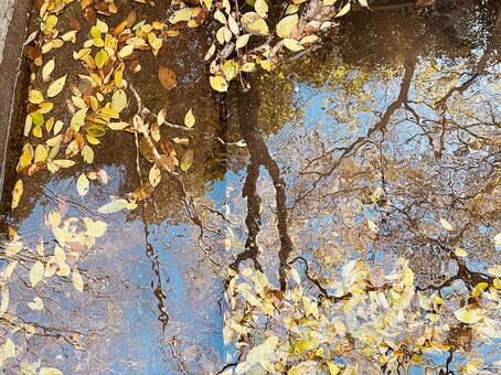 水面に浮かぶ落ち葉 葉っぱ,落ち葉,水面の写真素材
