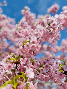 河津桜 河津桜の写真