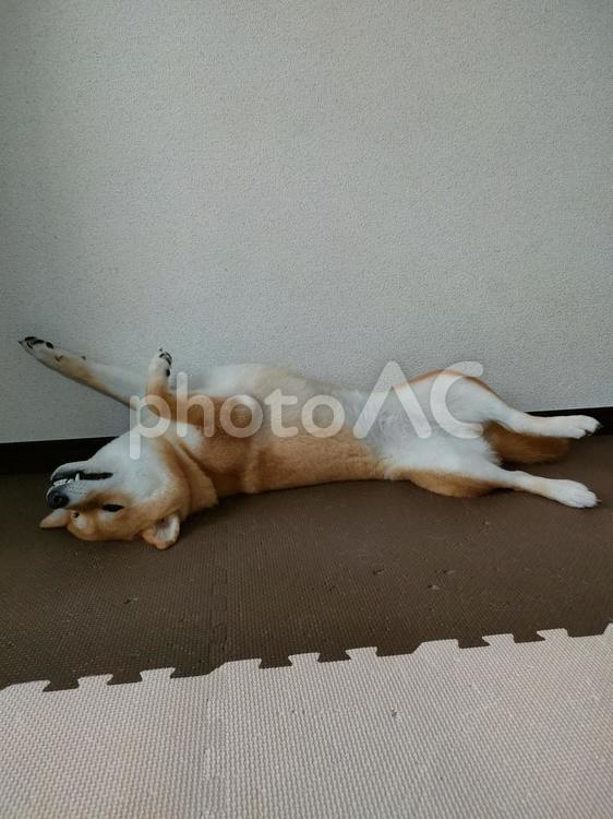 へそ天バンザイする柴犬くるみです！ 犬,柴犬,shibainuの写真素材