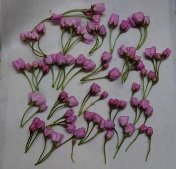 桜 塩漬け 桜 塩漬けの写真