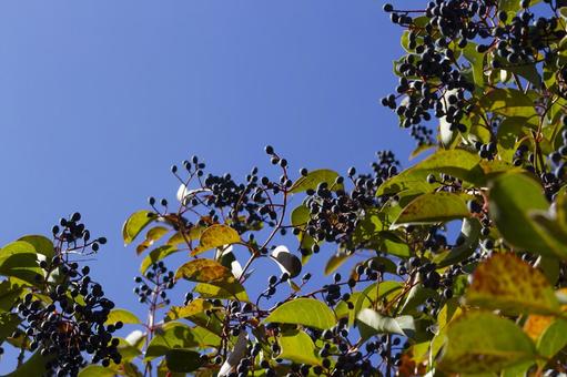 青空と植物の実 青空と植物の実 空,青,雲の写真素材