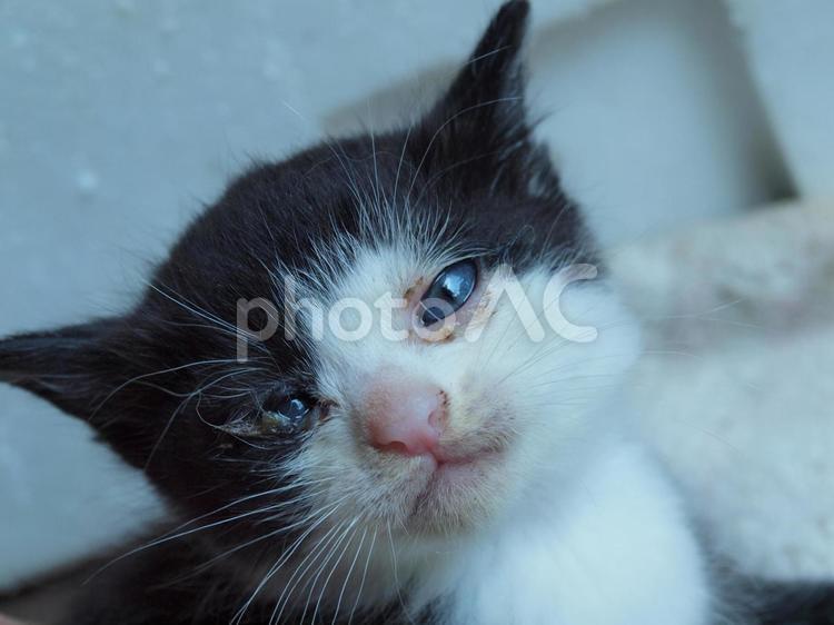 虚ろな目の野良猫の赤ちゃん ネコ,野良猫,子猫の写真素材