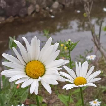 Photo, flower, white flower, river side, 