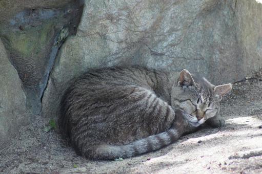 ねこ ねこの写真