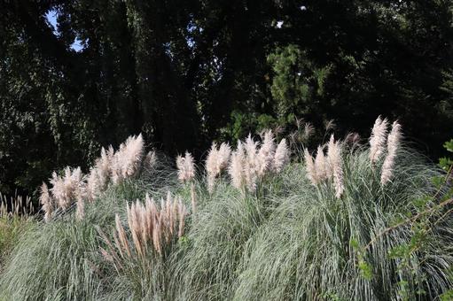緑の樹々の森とシロガネヨシのある風景 緑,樹々,森の写真素材