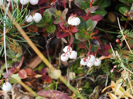 シラタマノキ シラタマノキ シラタマノキ,植物,低木の写真素材