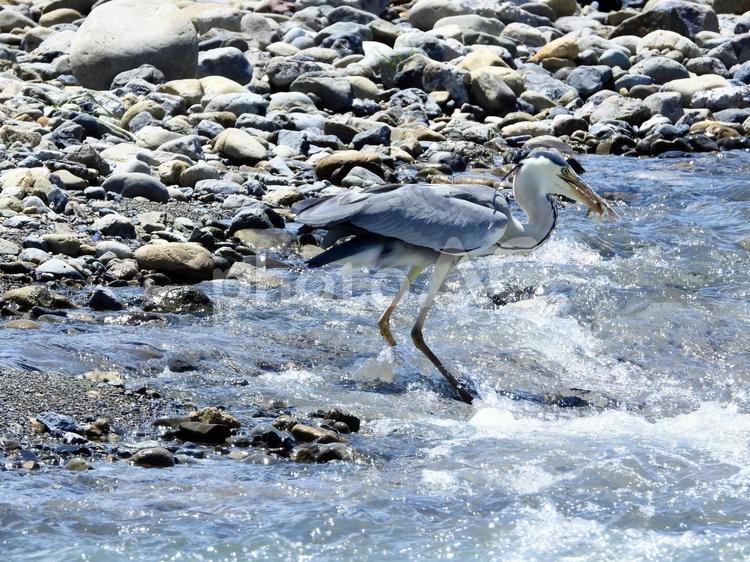 魚を掴み上げたアオサギ 鳥,野鳥,アオサギの写真素材