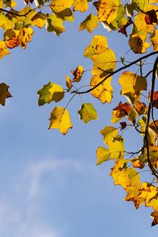 紅葉 秋,10月,青空の写真素材