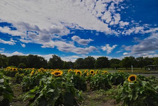 青空とヒマワリ 青空とヒマワリの写真
