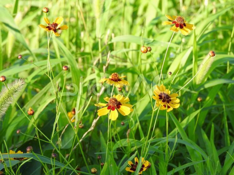７月の風景 花,７月,自然の写真素材