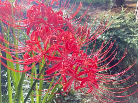 Photo, autumn, cluster amaryllis, marlin, 