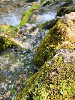 川沿いに生える苔 川沿いに生える苔 川,光,苔の写真素材