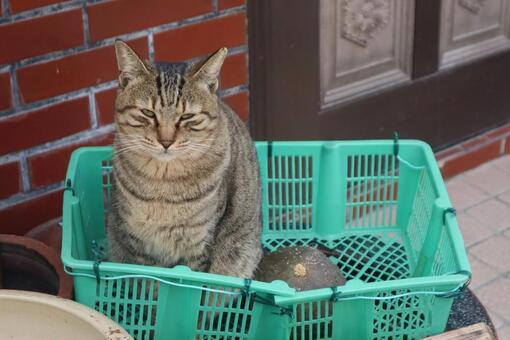 お買い上げは 猫,動物,catの写真素材