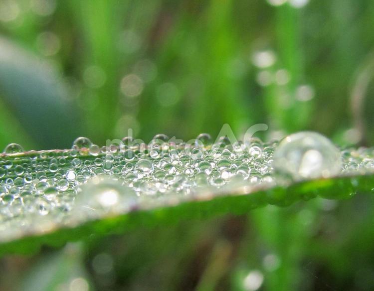 水滴と緑の葉（Water drops） 水滴,雫,すいてきの写真素材