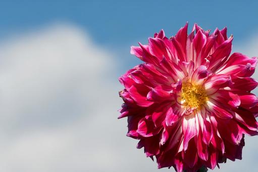 カラフルダリア ダリア,花,マクロの写真素材