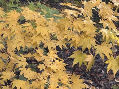 秋の訪れ５の写真