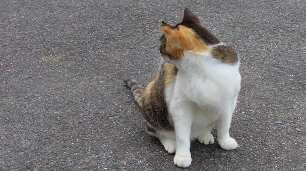 お座りして振り返る美形の三毛猫 お座りして振り返る美形の三毛猫の写真