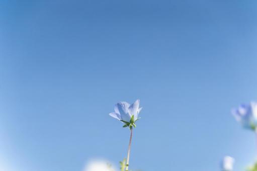 青空に咲く一輪の春の花② 青空に咲く一輪の春の花② 花,青空,春の写真素材