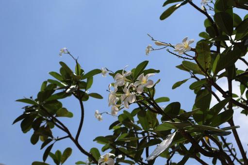 青空と緑の葉と白いプルメリアの花の咲く木 青空,緑,葉の写真素材