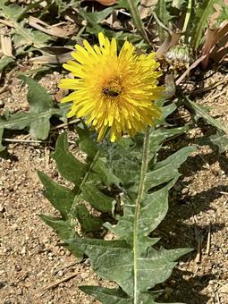 A bee on a dandelion flower, JPG