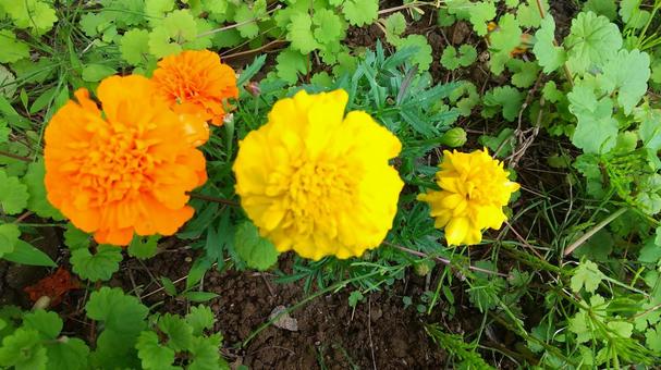 マリーゴールド マリーゴールド 花,植物,マリーゴールドの写真素材