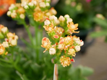 カランコエ カランコエ カランコエ,はな,花の写真素材