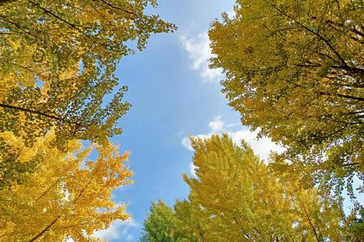 イチョウ並木の下から見あげる青空 イチョウ並木の下から見あげる青空 秋,イチョウ並木,青空の写真素材