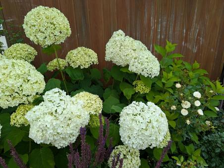 Hydrangea and mini roses, JPG