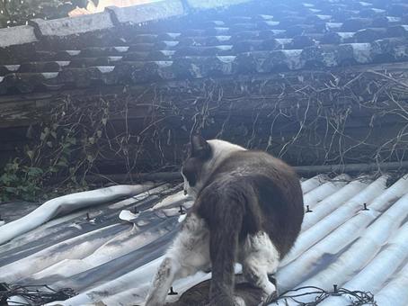 沖縄の野良cat 沖縄の野良catの写真