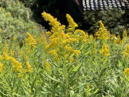 Photo, outdoors, flower, court, 