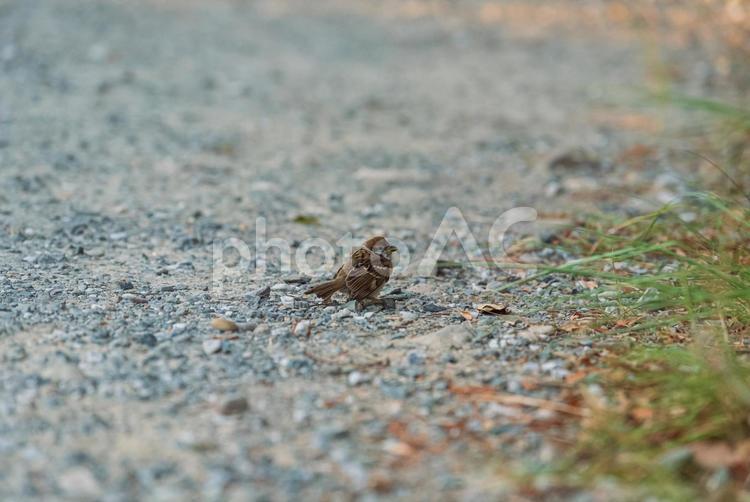 遊歩道でエサを探すスズメ スズメ,野鳥,小鳥の写真素材