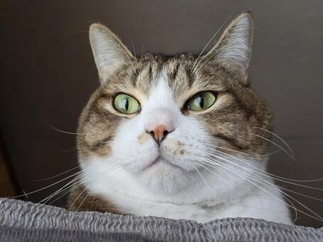 見つめる猫 猫,ネコ,キジトラの写真素材