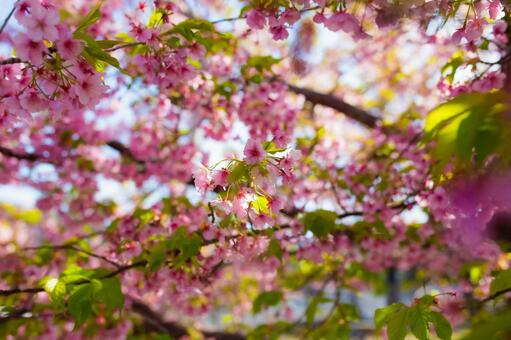 河津桜2の写真