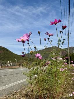 コスモスの花　竹田水車メロディーパーク　 コスモス,秋,ピンクの写真素材