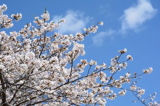 満開の桜と青空 桜,サクラ,花の写真素材