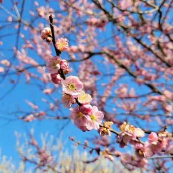 桃梅 梅,梅林,ウメの写真素材