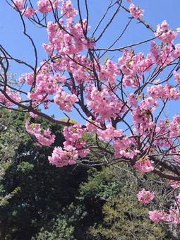 春の訪れを告げる満開の桜 春の訪れを告げる満開の桜の写真