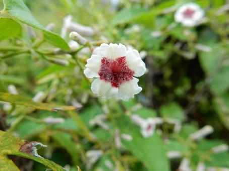 【花の写真】ヘクソカズラ(屁糞葛) 【花の写真】ヘクソカズラ(屁糞葛)の写真