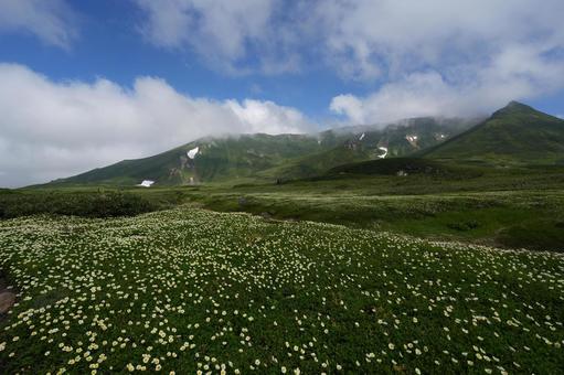 チングルマのお花畑 チングルマのお花畑 チングルマ,高山植物,北海道の写真素材