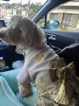 マルプー　けんけん 犬,かわいい,マルプーの写真素材