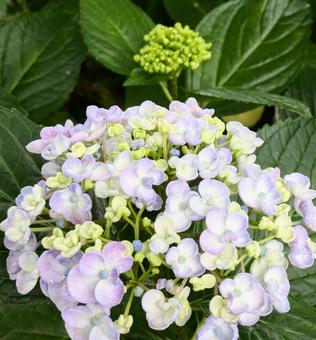 あじさい　アジサイの写真