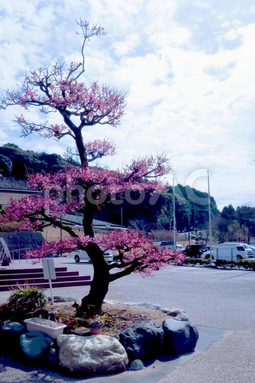 河津桜の植木 おしゃべり,さくら,のどかの写真素材