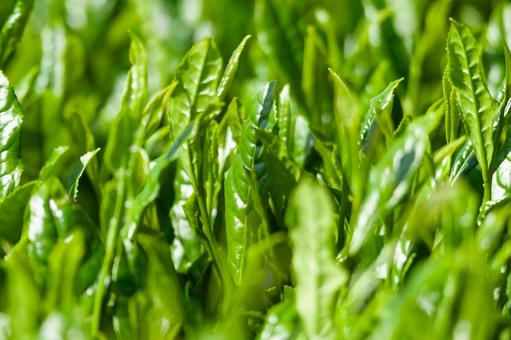 茶葉 金谷茶(静岡) 茶葉 金谷茶(静岡)の写真