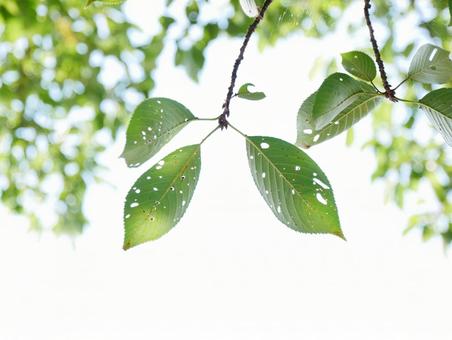 Photo, worm-eared leaves, natural, wood, 
