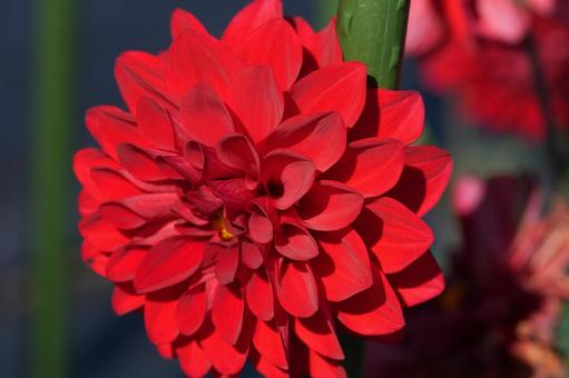 ダリア（レッドサファイア） ダリア,レッドサファイア,赤色の写真素材