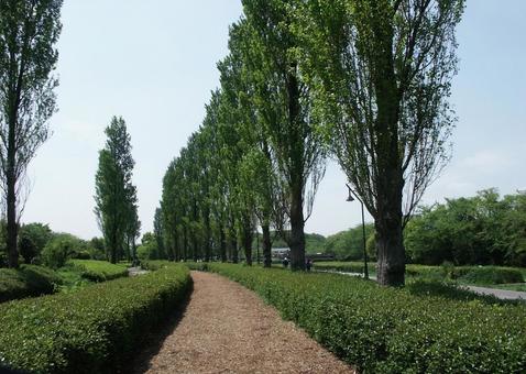ポプラ ポプラ,風景マクロ,円柱状の写真素材