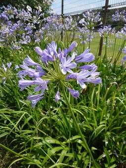 Photo, agapanthus, purple, summer, 