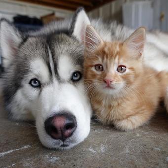 犬と猫の写真