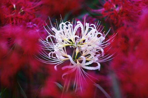A white spider lily surrounded by red spider lilies, JPG A white spider lily surrounded by red spider lilies, JPG